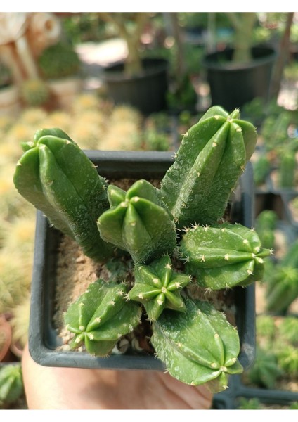 Plantis Botanik Echinocereus Viereckii "morricalli" 9 cm Saksılı Kaktüs