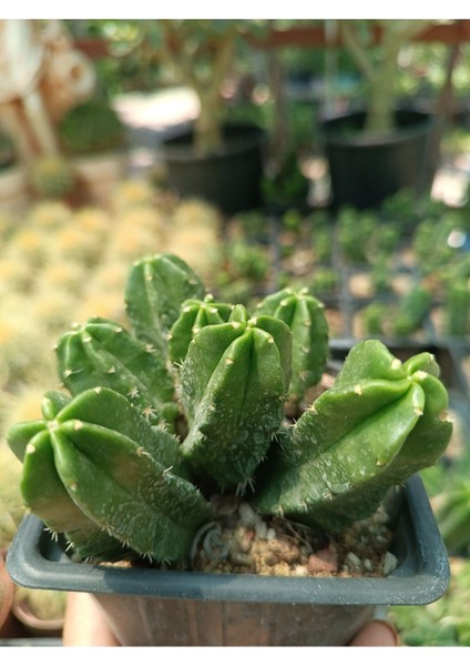 Plantis Botanik Echinocereus Viereckii "morricalli" 9 cm Saksılı Kaktüs