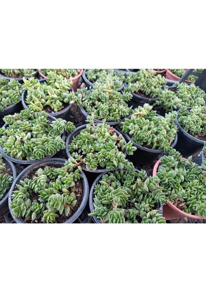 Plantis Botanik Crassula Lanuginosa 9 cm Saksılı Sukulent