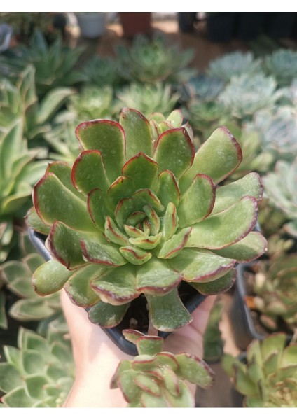 Echeveria Magma Pearl 9 cm Saksılı Sukulent