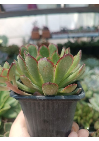 Echeveria Magma Pearl 9 cm Saksılı Sukulent