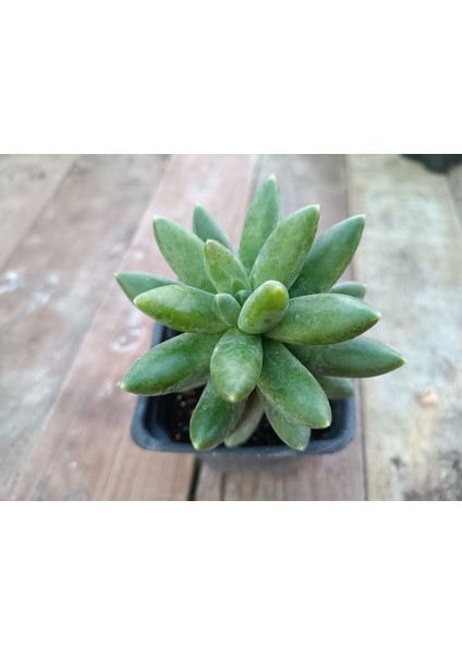 Pachyphytum Compactum 9 cm Saksılı Sukulent