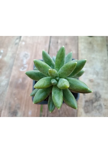 Pachyphytum Compactum 9 cm Saksılı Sukulent
