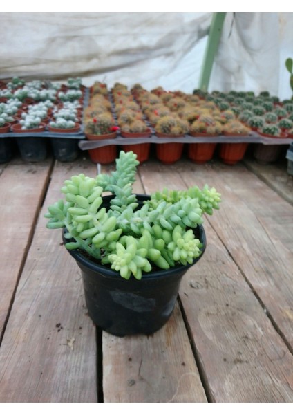Sedum Burrito At Kuyruğu 9 cm Saksılı Sukulent