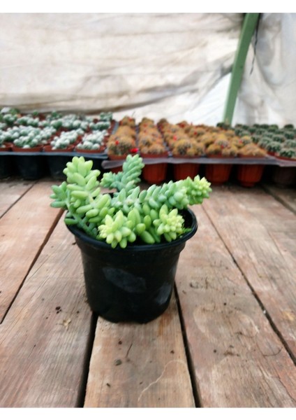 Sedum Burrito At Kuyruğu 9 cm Saksılı Sukulent fiyatları