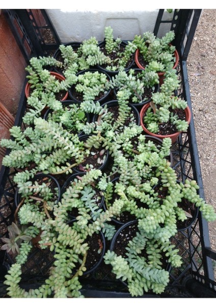 Sedum Burrito At Kuyruğu 9 cm Saksılı Sukulent fırsatları