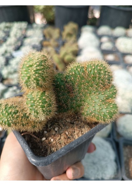 Plantis Botanik Celeistocactus Winteri Cristata 9 cm Saksılı Beyin Kaktüs