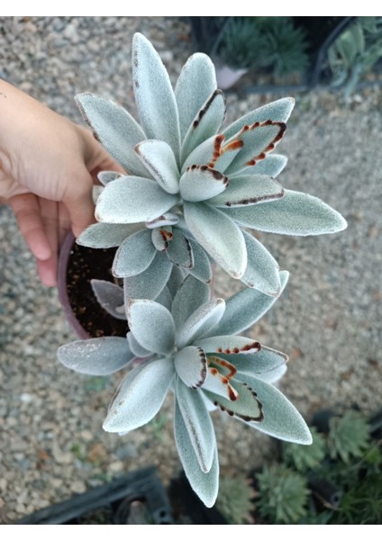 Plantis Botanik Kalanchoe Tomentosa 9 cm Saksılı Panda Bitkisi Sukulent