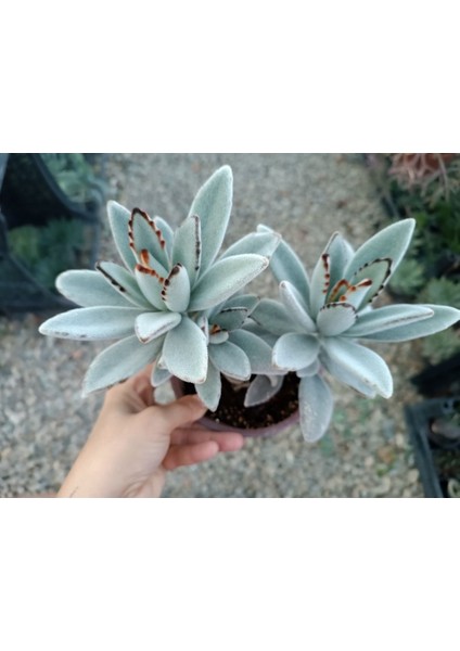 Plantis Botanik Kalanchoe Tomentosa 9 cm Saksılı Panda Bitkisi Sukulent