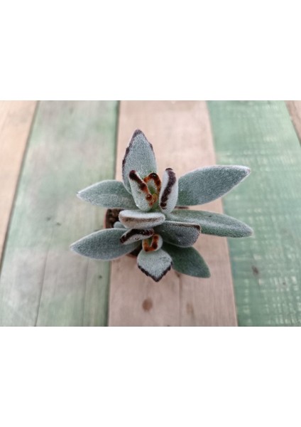 Kalanchoe Tomentosa 5,5 cm Saksılı Panda Sukulent