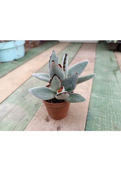 Kalanchoe Tomentosa 5,5 cm Saksılı Panda Sukulent