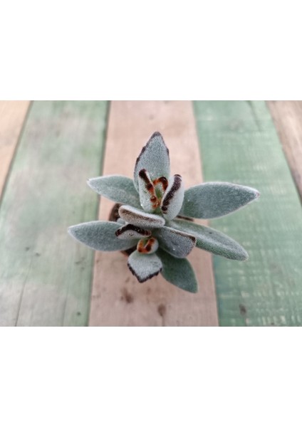 Kalanchoe Tomentosa 5,5 cm Saksılı Panda Sukulent