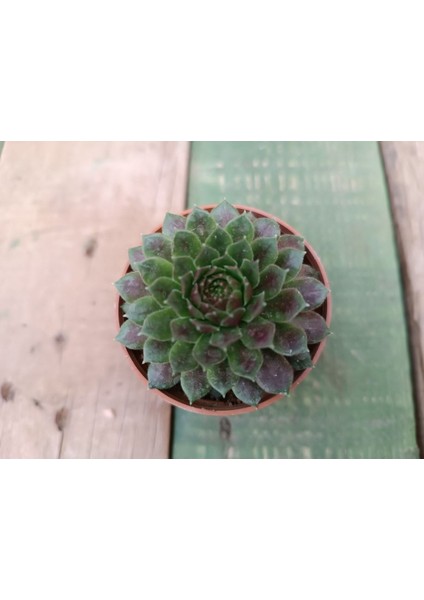 Plantis Botanik Sempervivum Red Rubin 5,5 cm Saksılı Sukulent