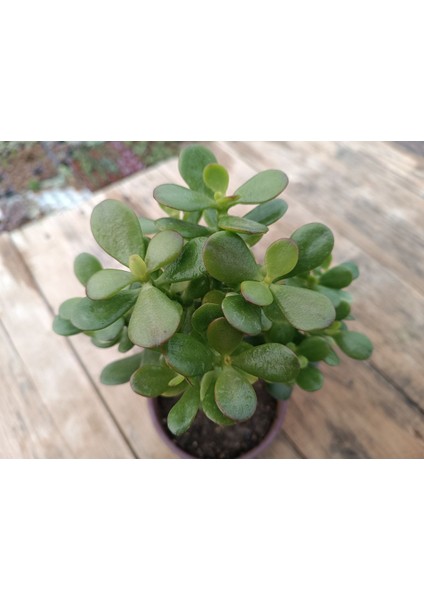 Plantis Botanik Crassula Ovata Minima 13 cm Saksılı Mini Para Ağacı Sukulent