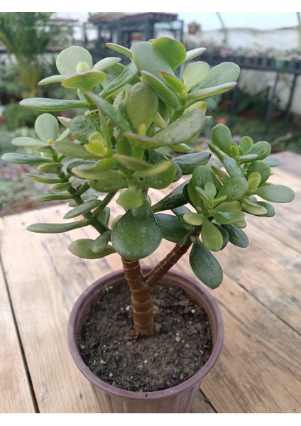 Plantis Botanik Crassula Ovata Minima 13 cm Saksılı Mini Para Ağacı Sukulent