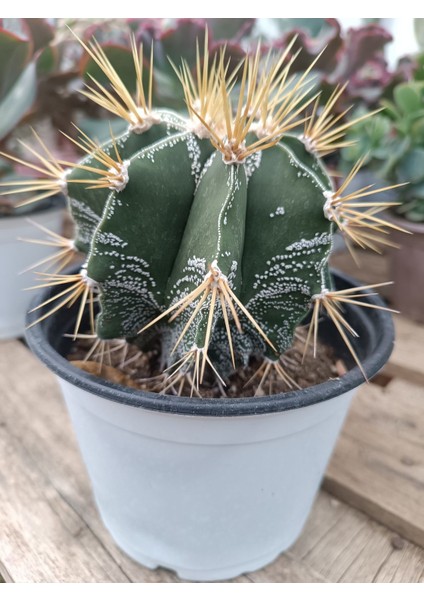 Plantis Botanik Astrophytum Ornatum 14 cm Saksılı Kaktüs