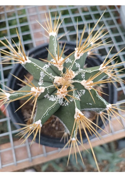 Plantis Botanik Astrophytum Ornatum 14 cm Saksılı Kaktüs