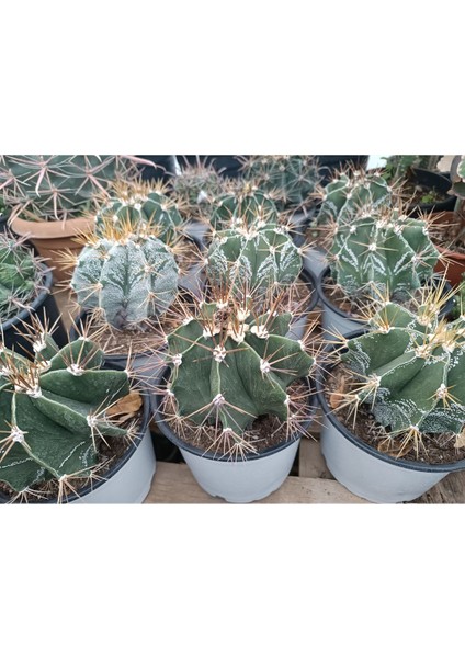 Plantis Botanik Astrophytum Ornatum 14 cm Saksılı Kaktüs