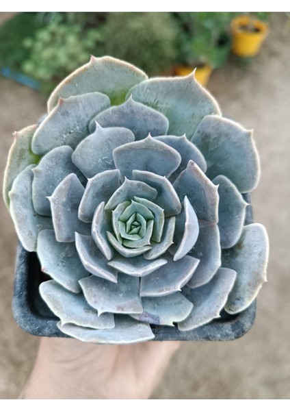 Plantis Botanik Echeveria Lilacina 9 cm Saksılı Sukulent