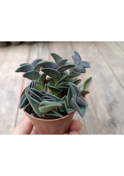 Tradescantia Navicularis Mini Telgraf Sukulent 5,5 cm Saksılı