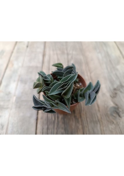 Tradescantia Navicularis Mini Telgraf Sukulent 5,5 cm Saksılı