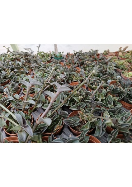 Tradescantia Navicularis Mini Telgraf Sukulent 5,5 cm Saksılı