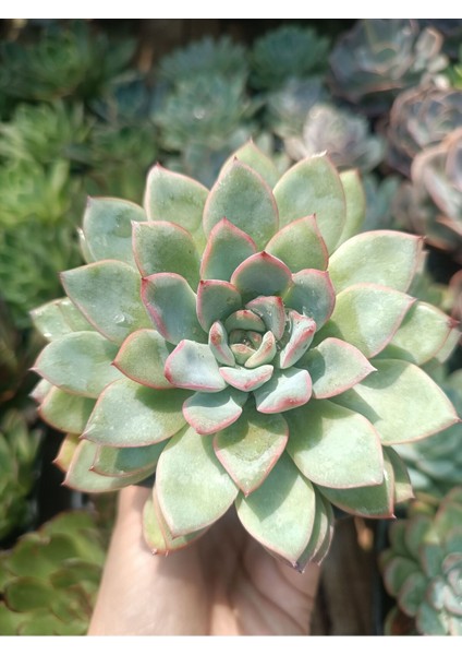 Plantis Botanik Echeveria Apus 9 cm Saksılı Sukulent