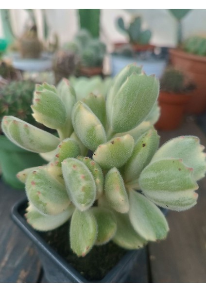 Plantis Botanik Cotyledon Tomentosa Variegata Alacalı Yapraklı Ayı Pençesi 9 cm Saksılı Sukulent