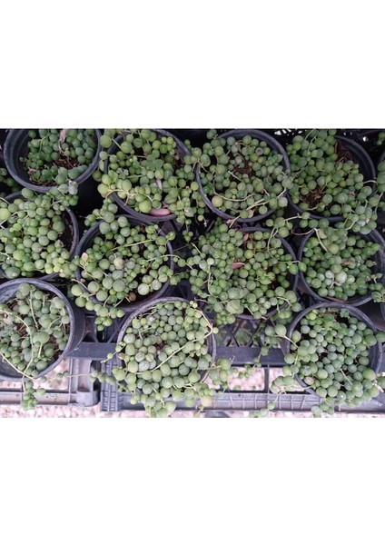 Senecio Rowleyanus Tesbih Sukulent 9 cm Saksılı