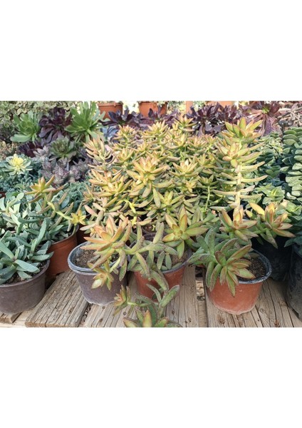 Plantis Botanik Sedum Nussbaumerianum 12 cm Saksılı Sukulent