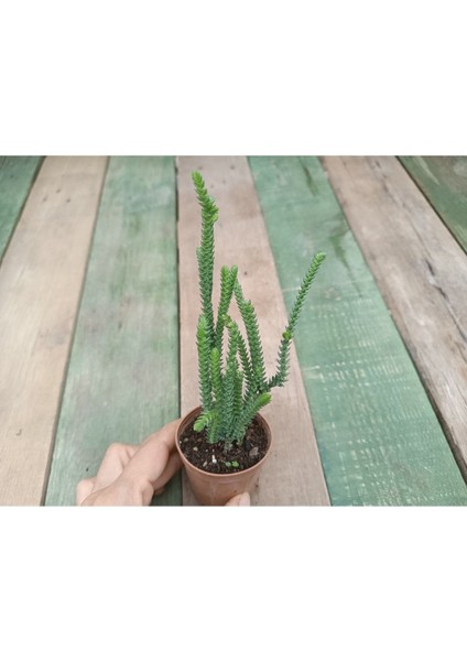 Plantis Botanik Crassula Muscosa 5,5 cm Saksılı Prenses Çamı