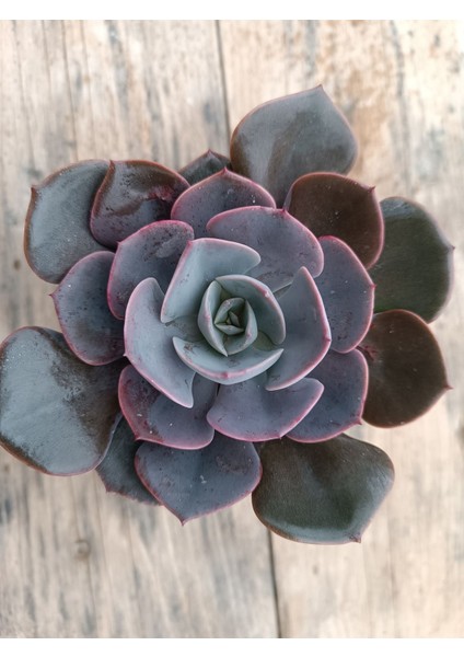 Plantis Botanik Echeveria Dusty Rose 9 cm Saksılı Sukulent