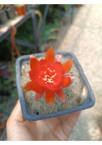 Rebutia Vulpina 9 cm Saksılı Kaktüs