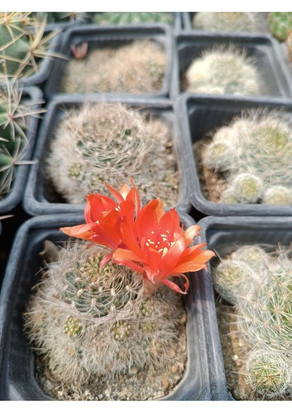 Rebutia Vulpina 9 cm Saksılı Kaktüs