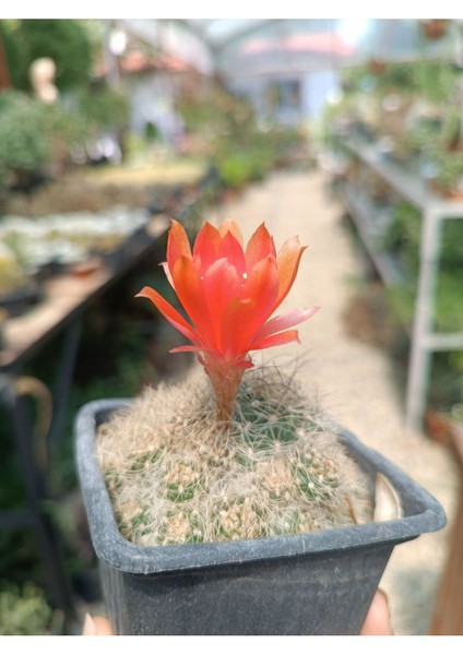 Rebutia Vulpina 9 cm Saksılı Kaktüs