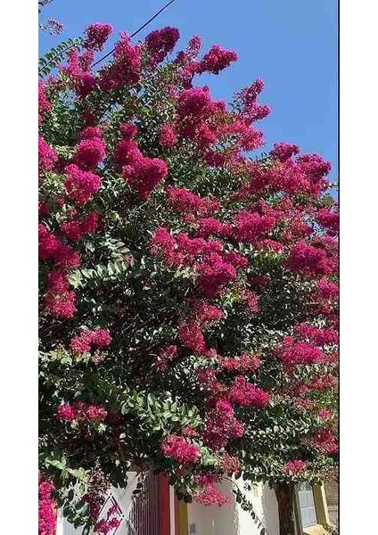 Pembe Oya Ağacı Fidanı - 1-2 Yaşında Tüplü Canlı ve Göz Alıcı Çiçekler