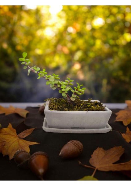 Tabaklı Beton Saksılı Afra Bonsai Yeşim Ağacı