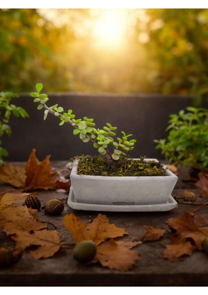 Tabaklı Beton Saksılı Afra Bonsai Yeşim Ağacı