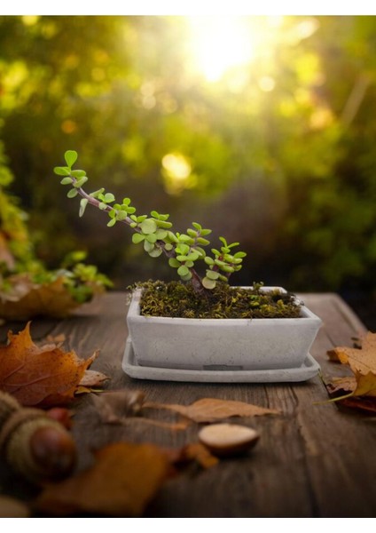 Tabaklı Beton Saksılı Afra Bonsai Yeşim Ağacı