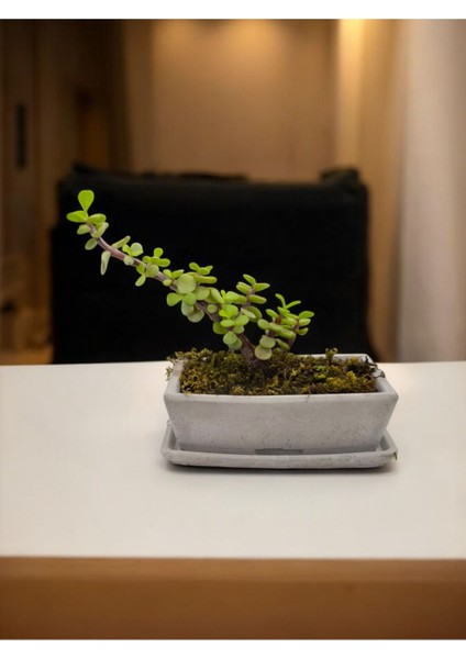 Doğa Çiçekçilik Tabaklı Taş Saksılı Afra Bonsai Yeşim Ağacı