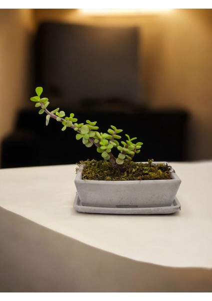 Doğa Çiçekçilik Tabaklı Taş Saksılı Afra Bonsai Yeşim Ağacı