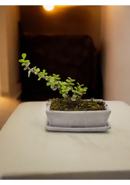 Doğa Çiçekçilik Tabaklı Taş Saksılı Afra Bonsai Yeşim Ağacı