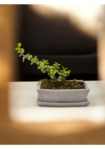 Doğa Çiçekçilik Tabaklı Taş Saksılı Afra Bonsai Yeşim Ağacı