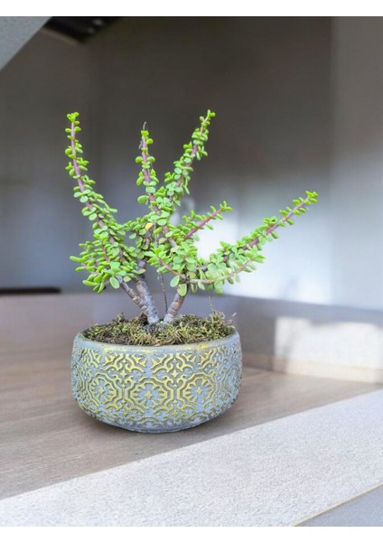 Doğa Çiçekçilik Beton Saksılı Afra Bonsai Yeşim Ağacı