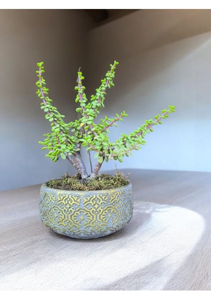 Doğa Çiçekçilik Beton Saksılı Afra Bonsai Yeşim Ağacı