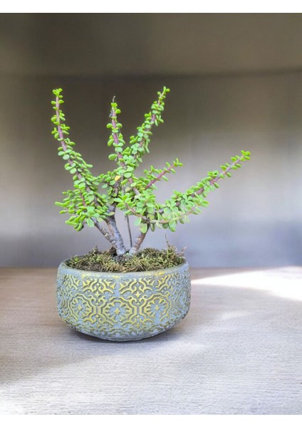 Doğa Çiçekçilik Beton Saksılı Afra Bonsai Yeşim Ağacı