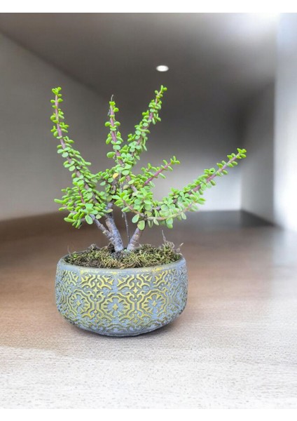 Doğa Çiçekçilik Beton Saksılı Afra Bonsai Yeşim Ağacı