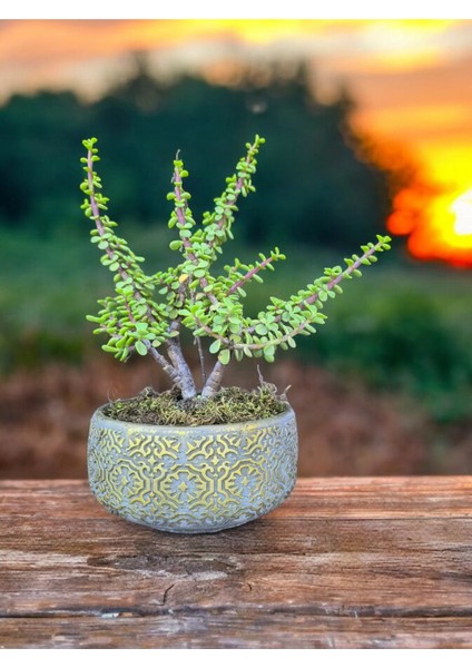 Doğa Çiçekçilik Beton Saksılı Afra Bonsai Yeşim Ağacı