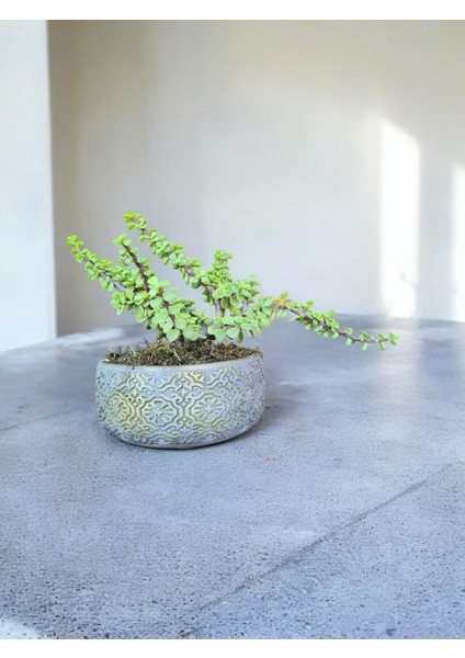 Doğa Çiçekçilik Beton Saksıda Afra Bonsai Yeşim Ağacı