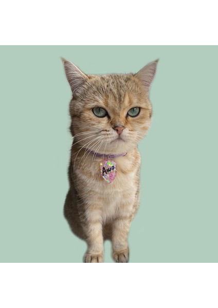 Kalkan Şeklinde Zilli Isimli Kedi Küçük Irk Köpek Tasması